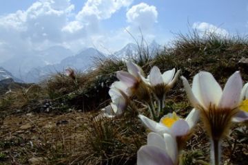 Flora - Primi germogli al sciogliersi della neve